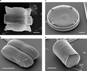 Verschiedene Diatomeen, Images courtesy of Mary Ann Tiffany, San Diego State University. – Bradbury J: Nature’s Nanotechnologists: Unveiling the Secrets of Diatoms. PLoS Biol 2/10/2004: e306.doi:10.1371/journal.pbio.0020306