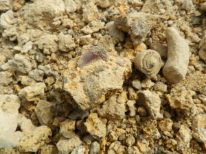 Fossilienfunde auf Malta