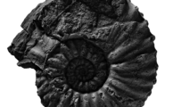 Wie kommt der Ammonit in die Wüste Nevadas?