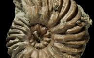 Zwei attraktive Ammoniten der Gattung 'Hoplites' erworben