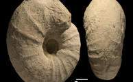 Maasechse und Muscheln - Faszinierende Fossilien vom Stemweder Berg