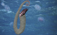 "Jenslehmannella" eine neue Ammonitengattung