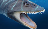 Antarktischer Plesiosaurier filterte seine Nahrung wie moderne Bartenwale