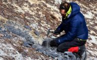 Forscher finden 260 Mio. Jahre alte fossile Bäume in der Antarktis