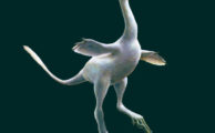 Halszkaraptor escuilliei: Bizarrer neuer Dinosaurier war eine Mischung aus Wasservogel und Theropode