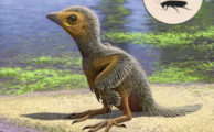 Fossil aus der Kreidezeit wirft neues Licht auf die Evolution der Vögel