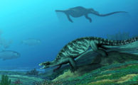 228 Mio. Jahre altes Fossil enthüllt komplexe Frühgeschichte der Schildkröten
