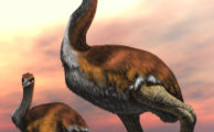 Vorombe titan: Forscher benennen den größten Vogel aller Zeiten