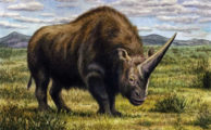 Riesiges sibirisches Rhinoceros lebte zeitgleich mit frühen modernen Menschen