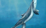 Wal aus dem Oligozän hatte weder Zähne noch Barten