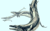 Riesiger archaischer Wal war Top-Prädator in den Ozeanen des Eozäns
