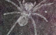 Neue Fossilien enthüllen: einige Spinnen der Kreidezeit hatten reflektierende Augen