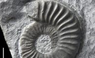 Ammoniten-Verwandter des "Bremer Maskottchen" in die Geosammlung aufgenommen