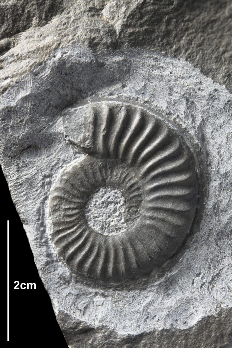 Ammoniten-Verwandter des "Bremer Maskottchen" in die Geosammlung aufgenommen