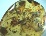 99 Mio. Jahre alter Ammonit in burmesischem Bernstein gefunden