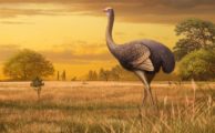 Riesenvögel zogen vor 2 Millionen Jahren durch Europa
