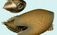 Fleischfresser aus dem Kambrium hatte harkenartige Klauen und ein Maul in der Form einer Ananasscheibe