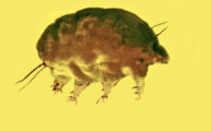 Schimmelschweine: Seltsame Kreaturen mit Merkmalen von Milben und Bärtierchen in Bernstein gefunden