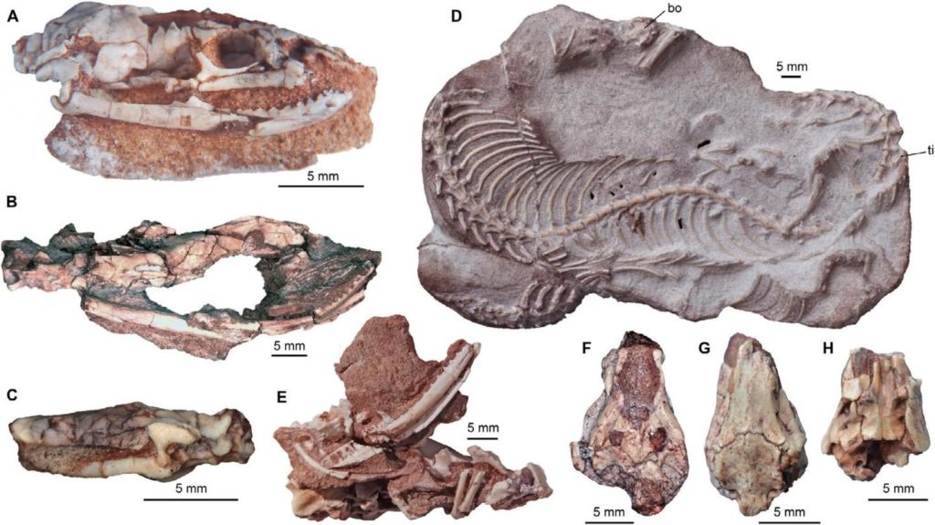 Exemplare von Najash rionegrina aus dem paläontologischen Fundgebiet La Buitrera