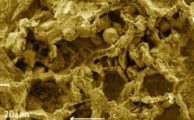 751 Mio. Jahre alte Mikro-Pilze