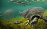 Paläontologen finden riesige fossile Süßwasserschildkröte