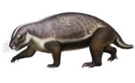 Sensationelles Säugetierfossil aus Madagaskar