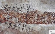Fossil von der „Jurassic Coast“ enthüllt Tintenfisch-Attacke