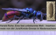 Eine fast unbekannte Welt - Insektenreste von der Jura/Kreide-Grenze in Niedersachsen # Youtube-Livestream