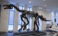 Was macht eigentlich ein Paläontologe?