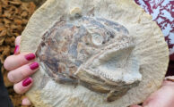 Schatzgrube mit Jurafossilien in England gefunden