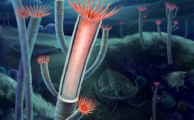 Rätsel gelöst: Fossile Meereswürmer entpuppen sich als Nesseltiere