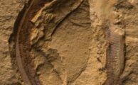 Fossil aus dem frühen Kambrium von China
