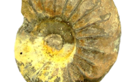 Vom Fluch paläontologischer Sammlungen – Ein Überblick über Pyritzerfall und Pyritkonservierung