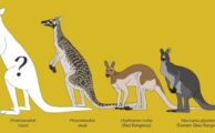 Drei neue fossile Känguruhs in Australien und auf Neu-Guinea entdeckt