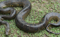 Gigantische Schlange lebte einst in Indien