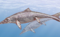 „Dinosaurierknochen“ gehörten wahrscheinlich zu riesigen Fischsauriern